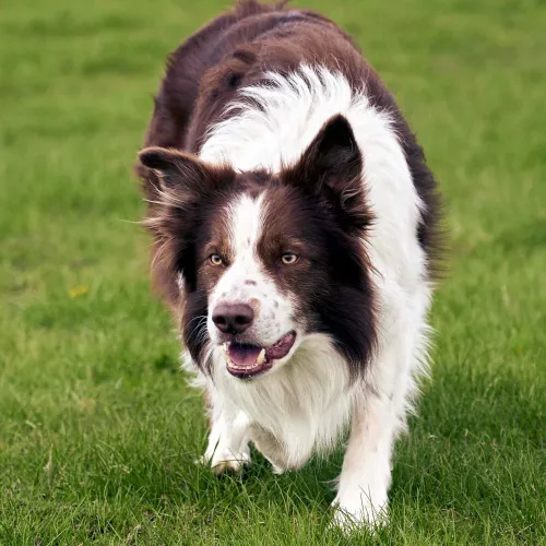 What Are The Behavioral Issues Of A Border Collie?