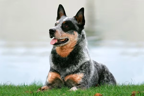 Are Australian Cattle Dogs Difficult?