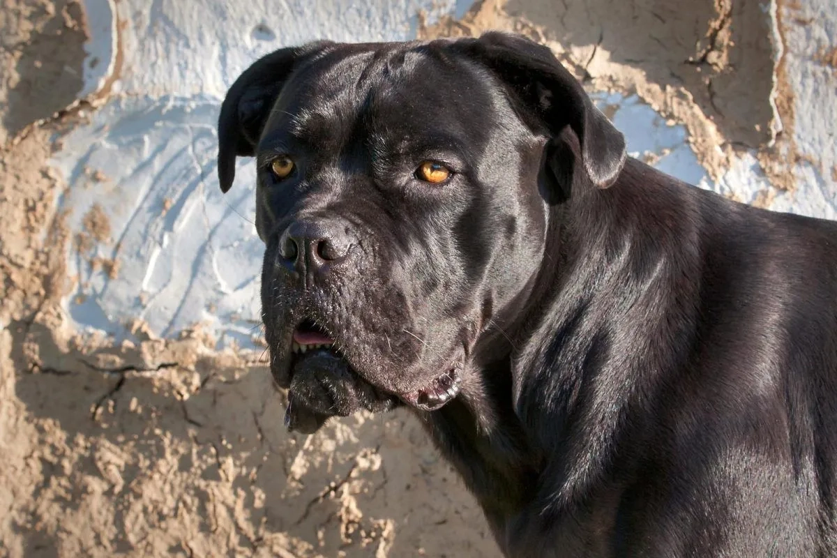 What Are Cane Corso Prone To?