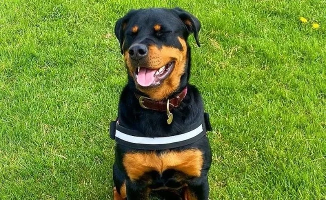 How Much Exercise Should A Rottweiler Have?