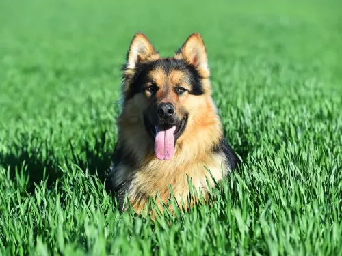 Mastering Treadmill Training for Your German Shepherd
