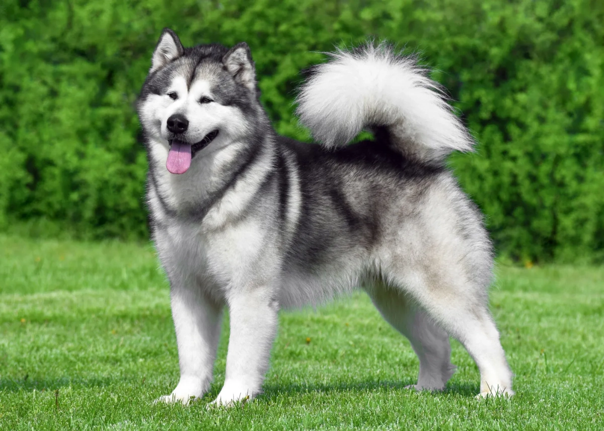 How Much Exercise Does An Alaskan Malamute Need?