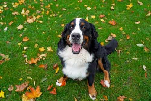 At What Age Do Bernese Mountain Dogs Calm Down?
