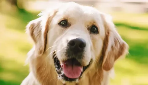 How Much Exercise Required For An Adult Golden Retriever?