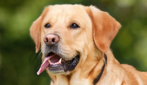 What Is The Best Age To Train A Labrador?
