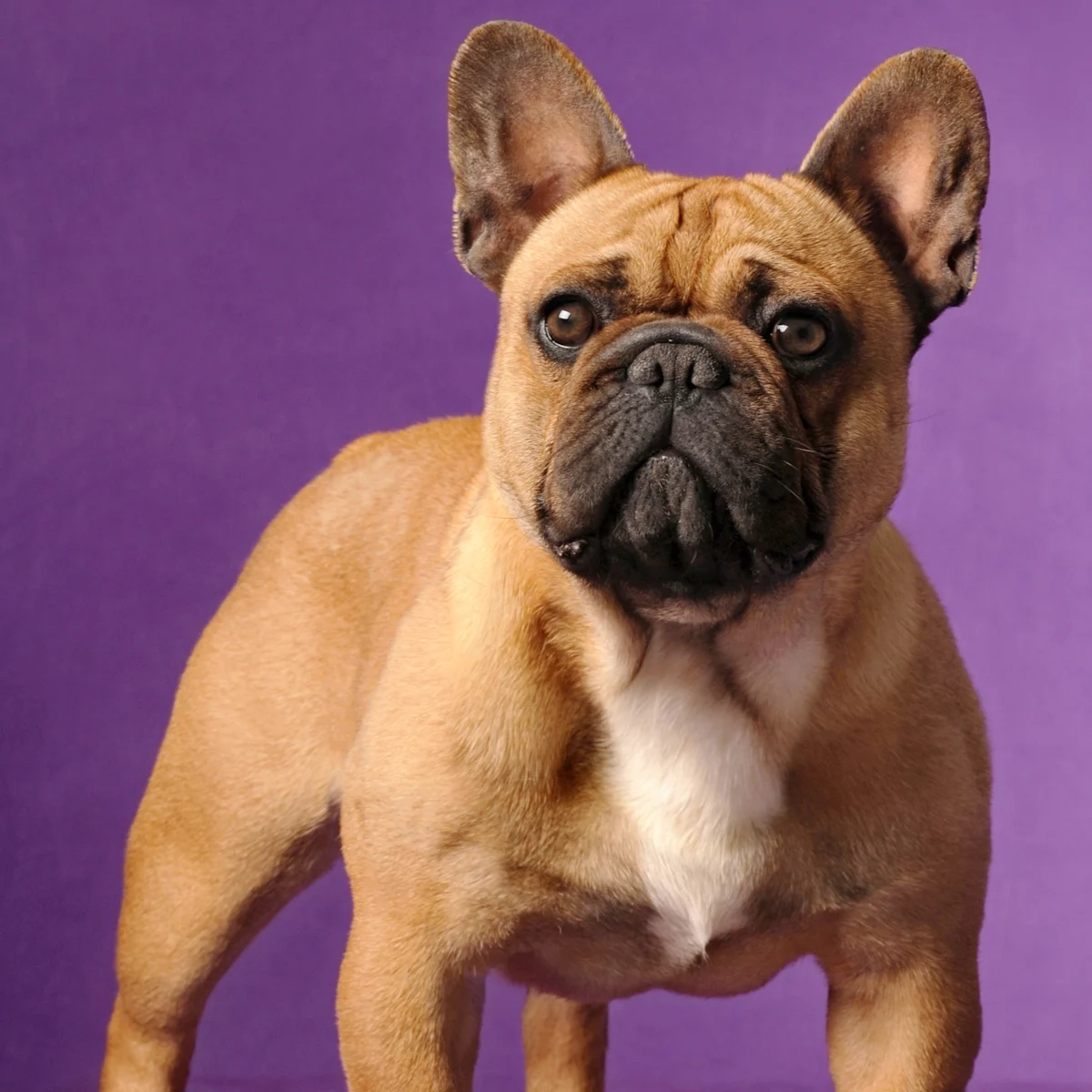 What Is The Most Common Cause Of Death In French Bulldogs?