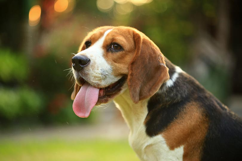 How Much Exercise Does A Beagle Need Ronzeil