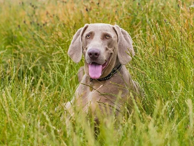 Do Weimaraners Need A Lot Of Exercise?