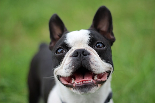 What Are The Behavior Issues With Boston Terriers?