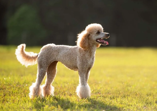 Do Poodles Need A Lot Of Exercise?