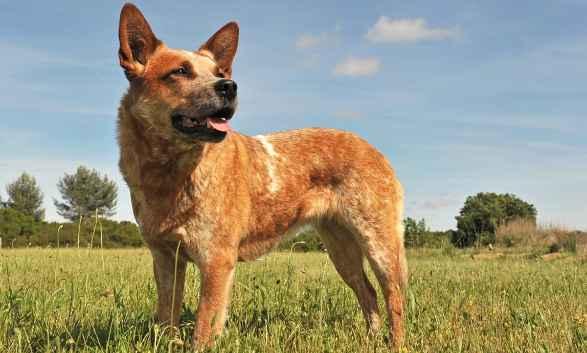 How Much Exercise Does An Australian Cattle Dog Need?
