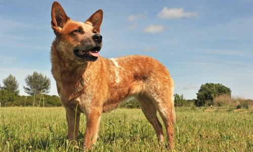 How Much Exercise Does An Australian Cattle Dog Need?