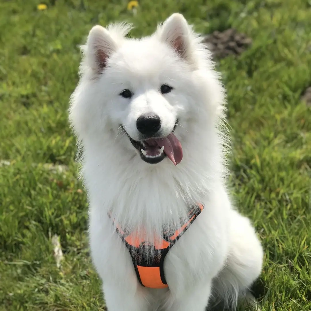 How Often Should Samoyeds Be Walked?