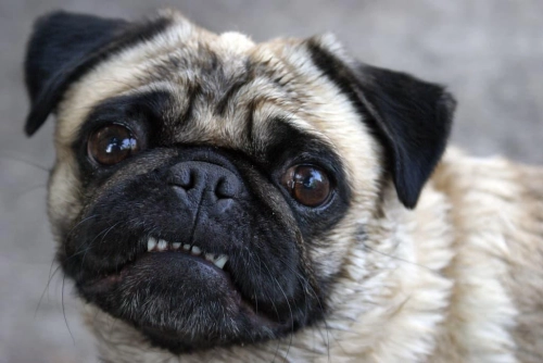 What Is The Leading Cause Of Death In Pugs?