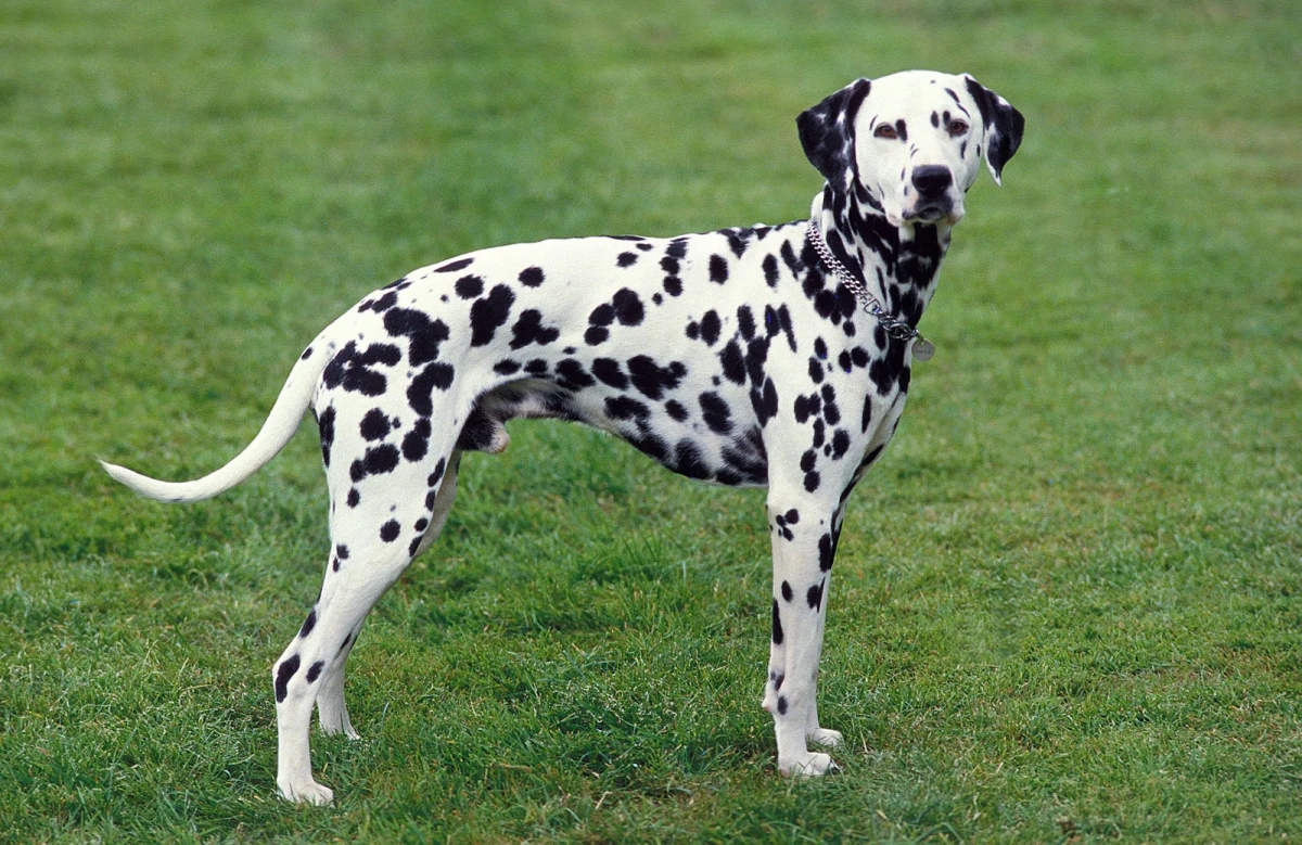 How Much Exercise Should A Dalmatian Have?