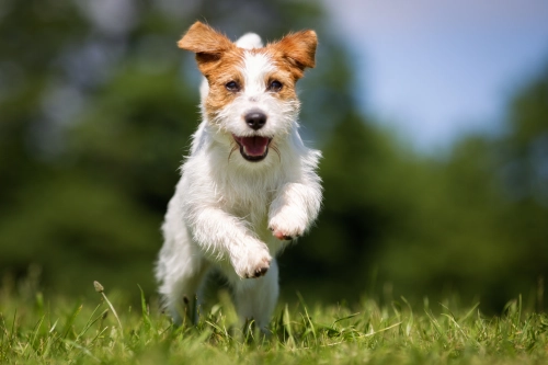 How Many Walks Does A Jack Russell Terrier Need?