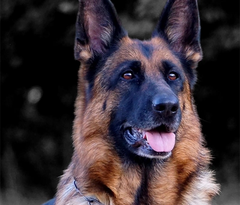 How Much Walking Does a German Shepherd Require?