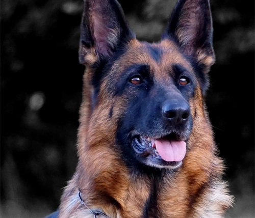 How Much Walking Does a German Shepherd Require?