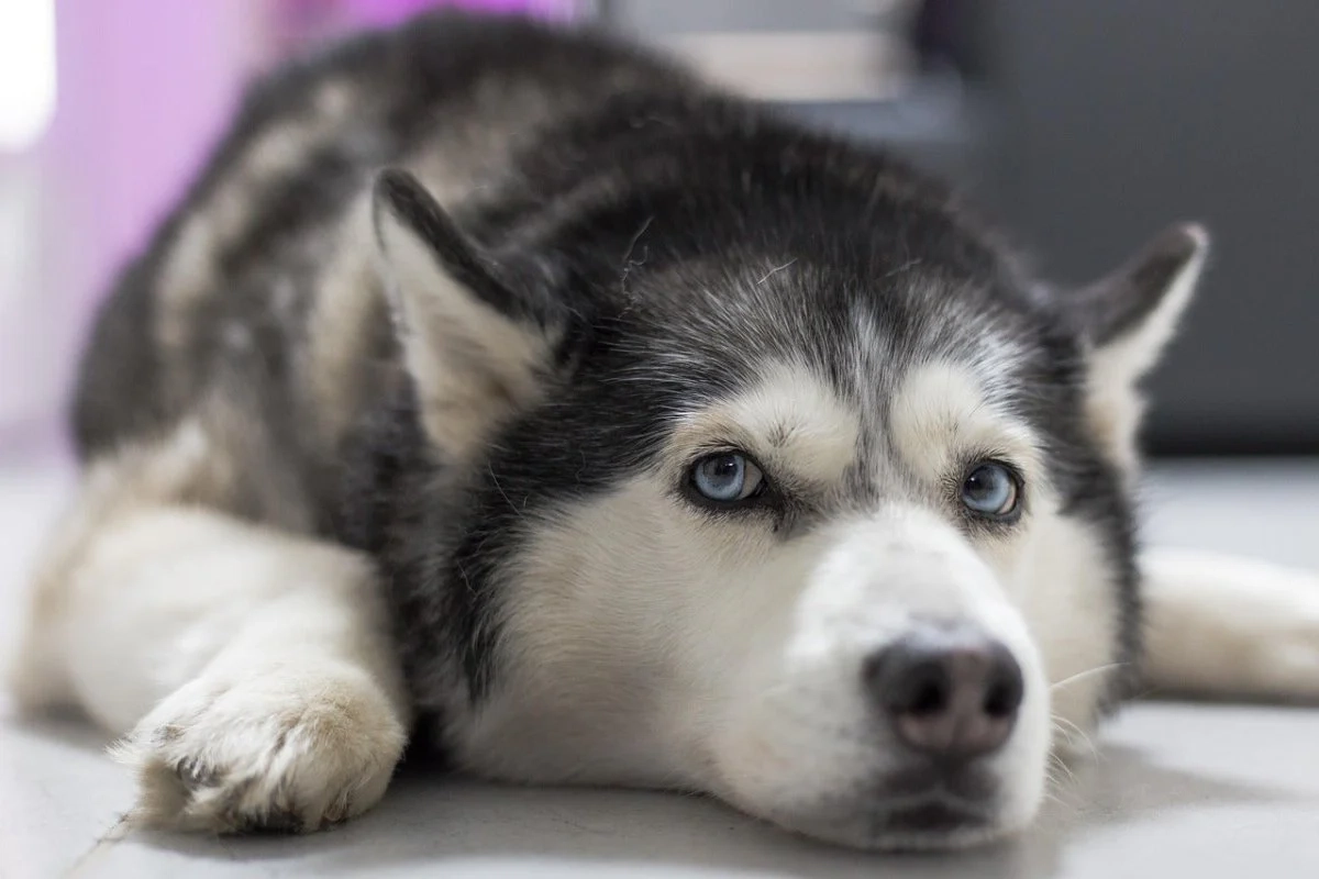 What Is The Weakness Of Siberian Husky?
