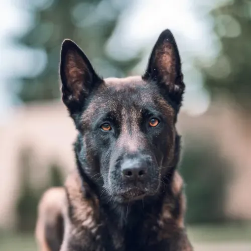 How Many Hours Of Exercise Does A Belgian Malinois Need A Day?