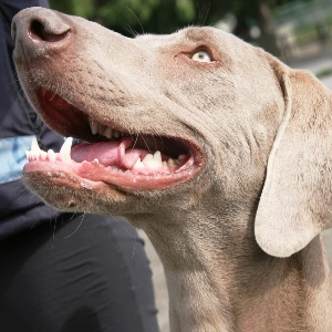 Are Weimaraners Easy To Train?