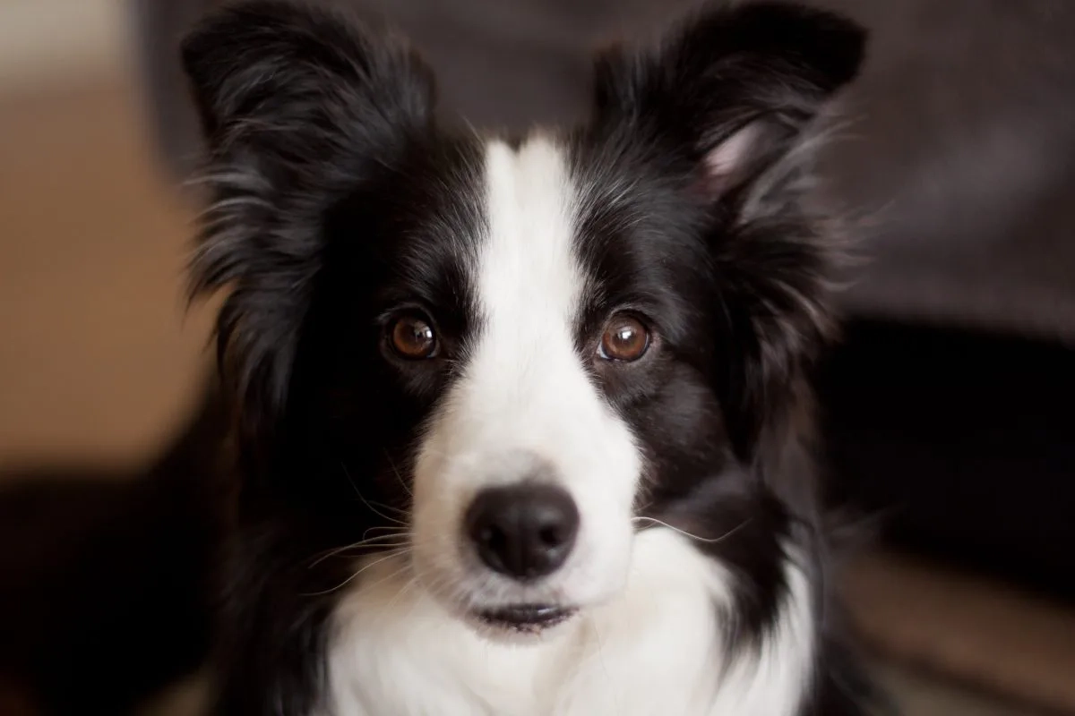 How Much Exercise Do Border Collies Need A Day?