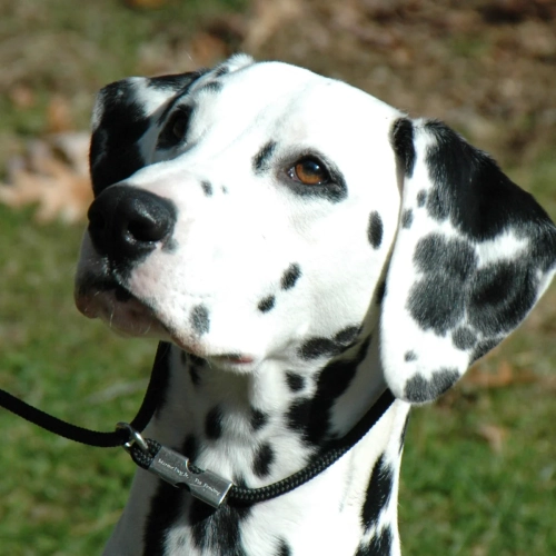What Are The Behavioral Issues Of A Dalmatian?