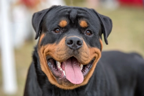 Are Rottweilers Active Or Lazy?