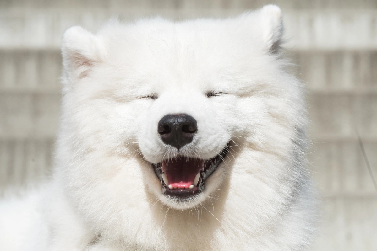 Are Samoyeds Prone To Health Problems?