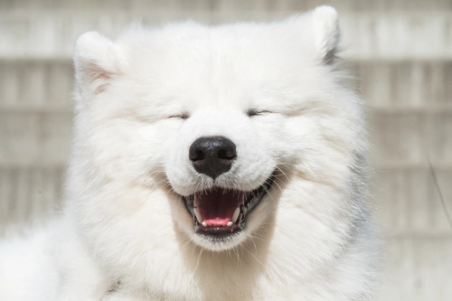 Are Samoyeds Prone To Health Problems?