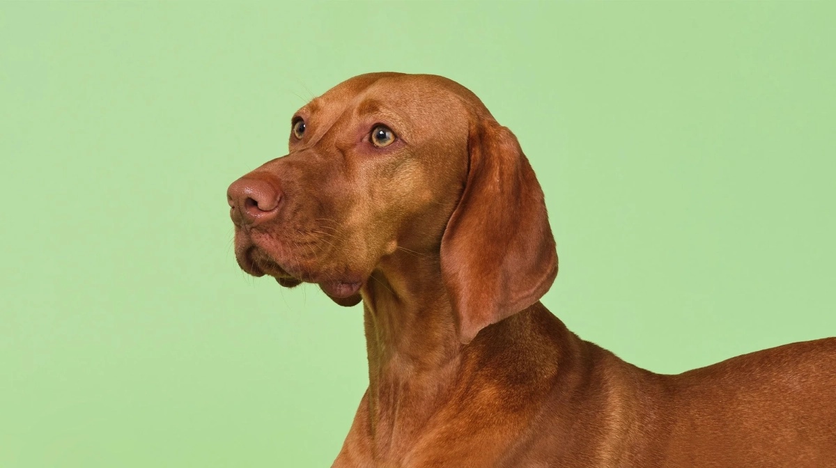 How Much Exercise Does A Hungarian Vizsla Need?