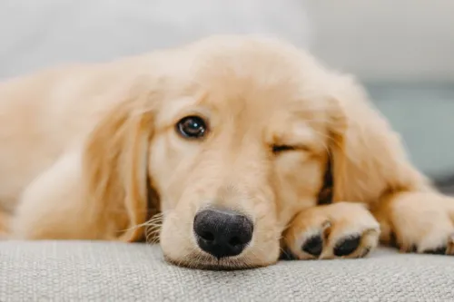 How Much Walking Does A Golden Retriever Need?