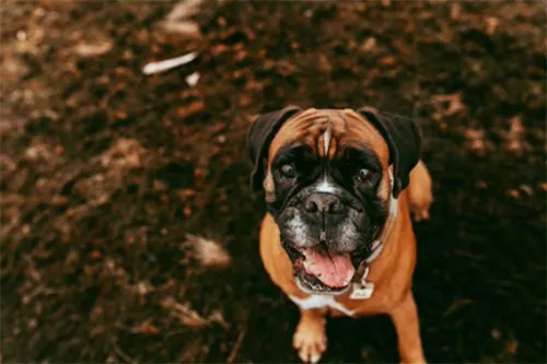How Often Should A Boxer Train?