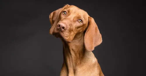 Are Vizslas High Maintenance?
