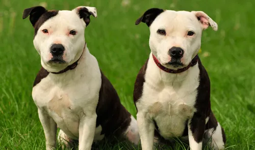 What Happens If A Pitbull Doesn't Get Enough Exercise?