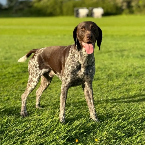 How Long Should You Walk A German Shorthaired Pointer?