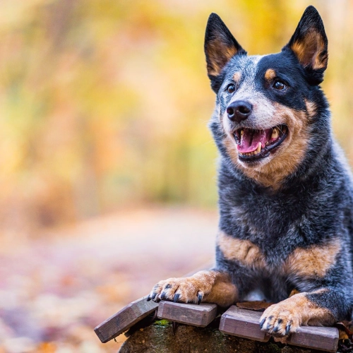 Are Australian Cattle Dogs High Maintenance?