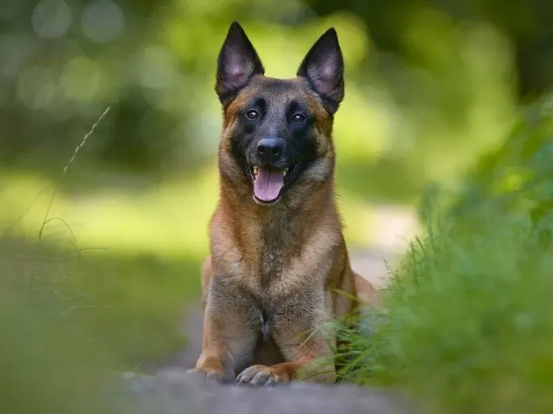 What Are The Bad Habits Of Belgian Malinois?