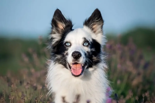 How Much Should A Border Collie Run A Day?