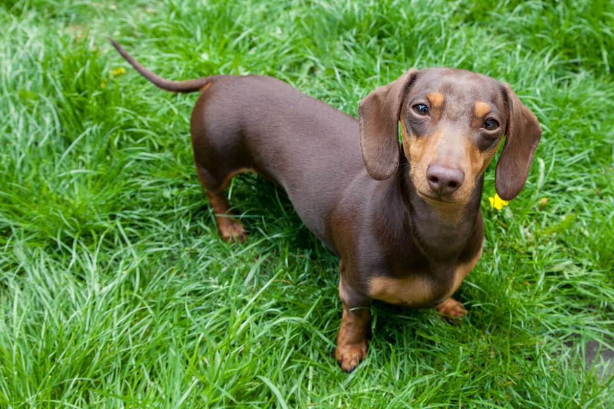Does A Dachshund Need A Lot Of Exercise?