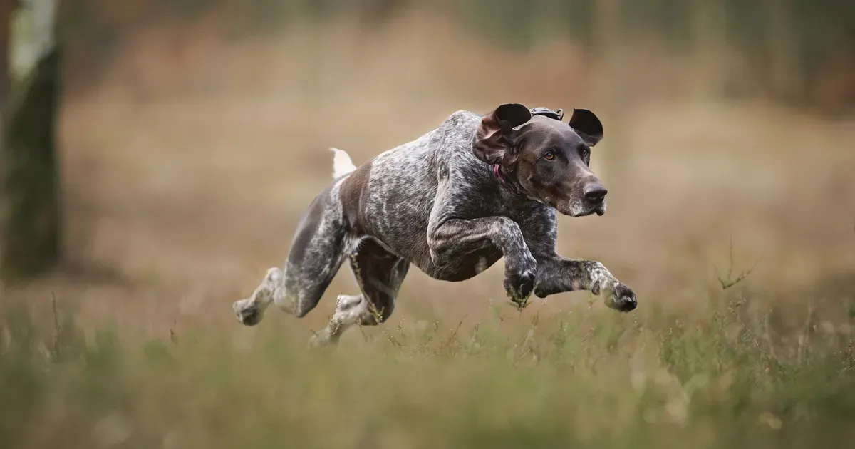 What Are The Behavioral Issues With German Shorthaired Pointers?