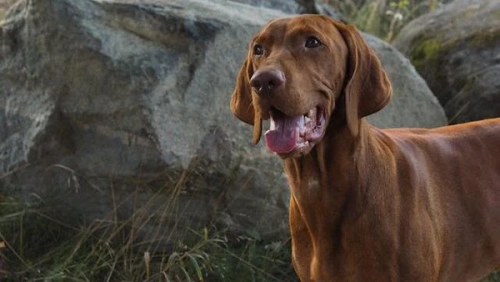Are Vizslas High In anxiety?