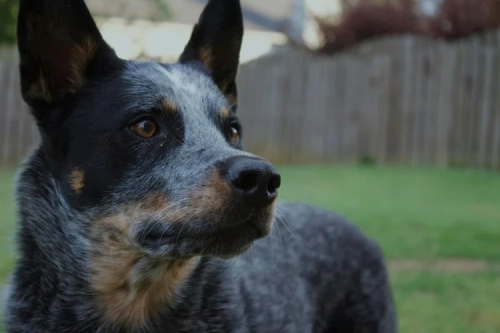 How Active Should A Blue Heeler Be?