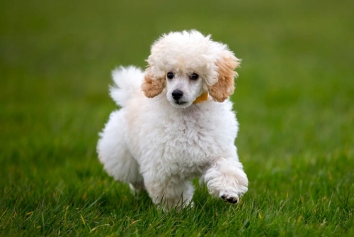 How Much Exercise Does A Standard Poodle Need A Day?