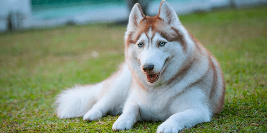 Are Husky Dogs High In Energy?