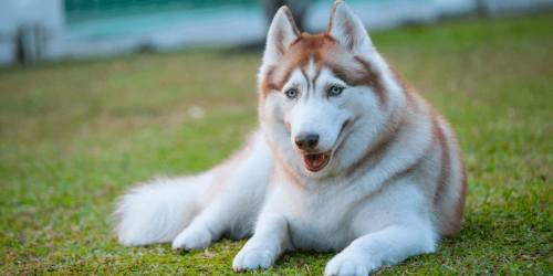 Are Husky Dogs High In Energy?