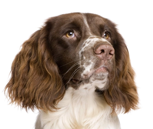 Do Springer Spaniels Have Many Health Problems?