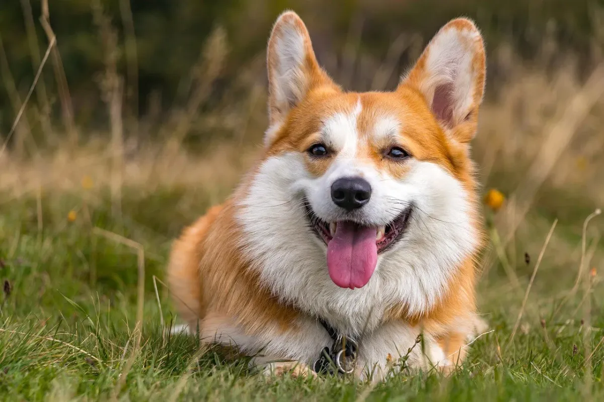 What Are The Disadvantages Of The Pembroke Welsh Corgi?