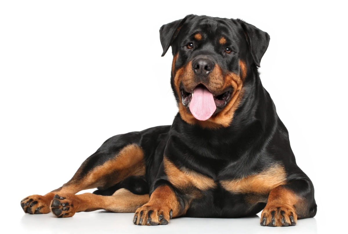 What Is A Rottweiler's Weakness?