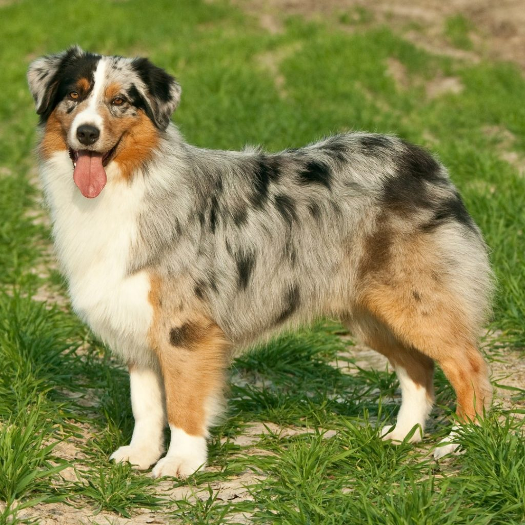 Are Australian Shepherds High Maintenance?